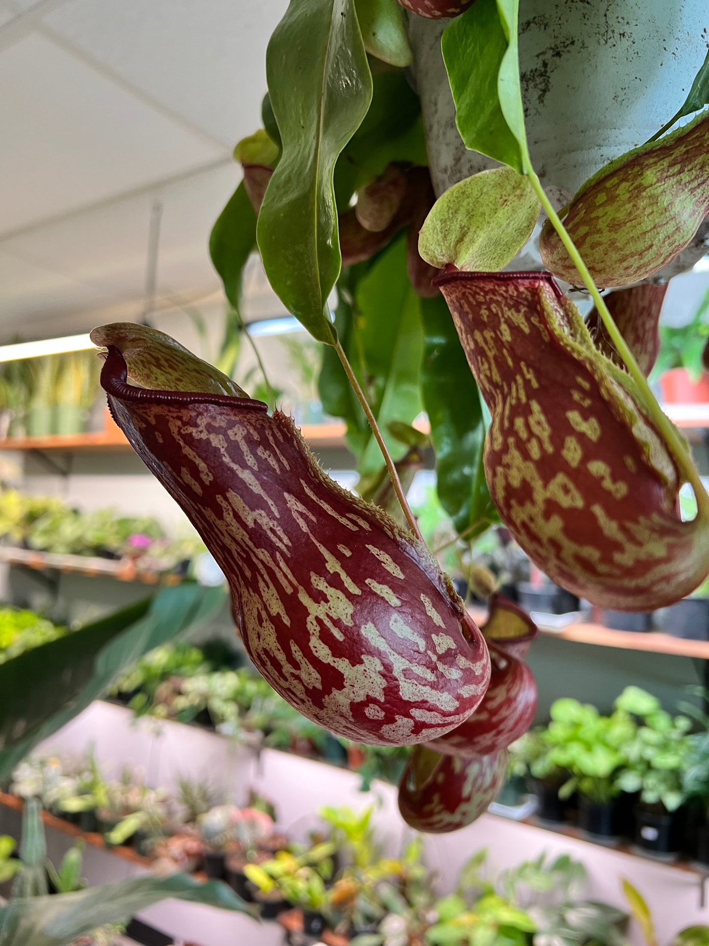 Pitcher Plant (6inch hanging basket)