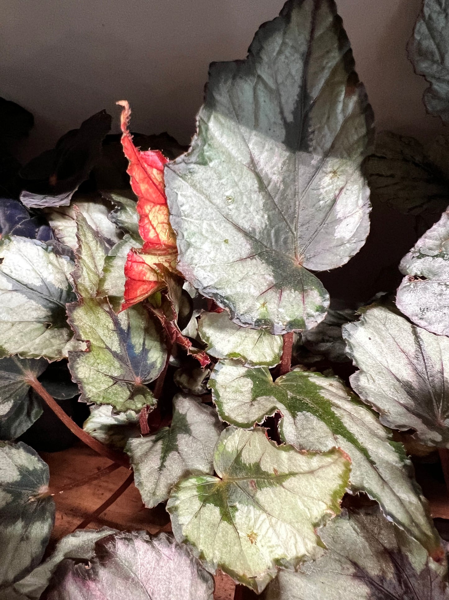 Begonia Painted Leaf