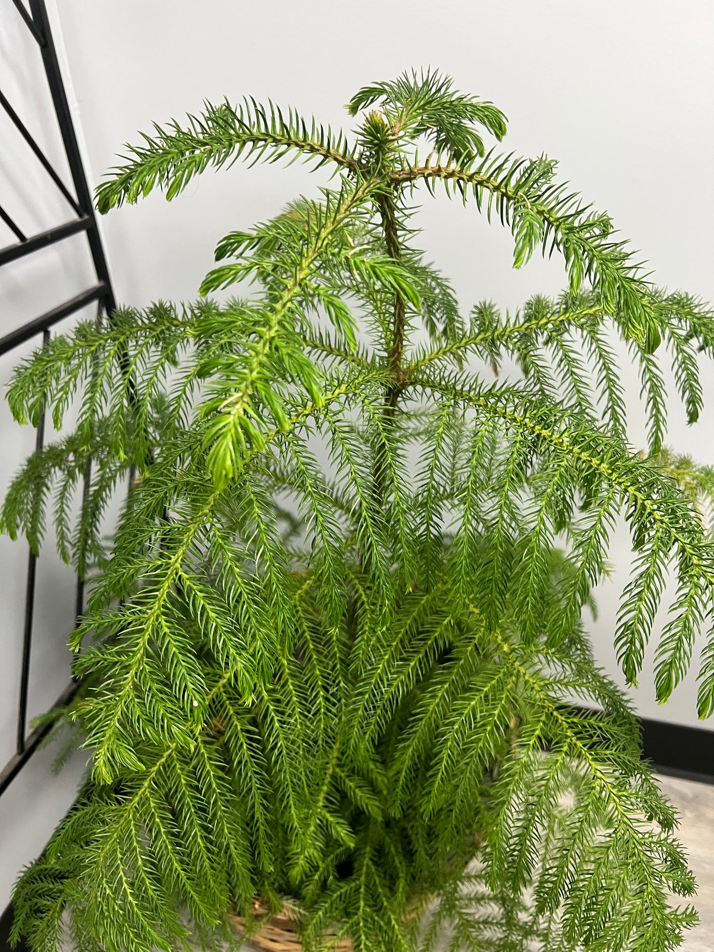 Norfolk Pine 10”