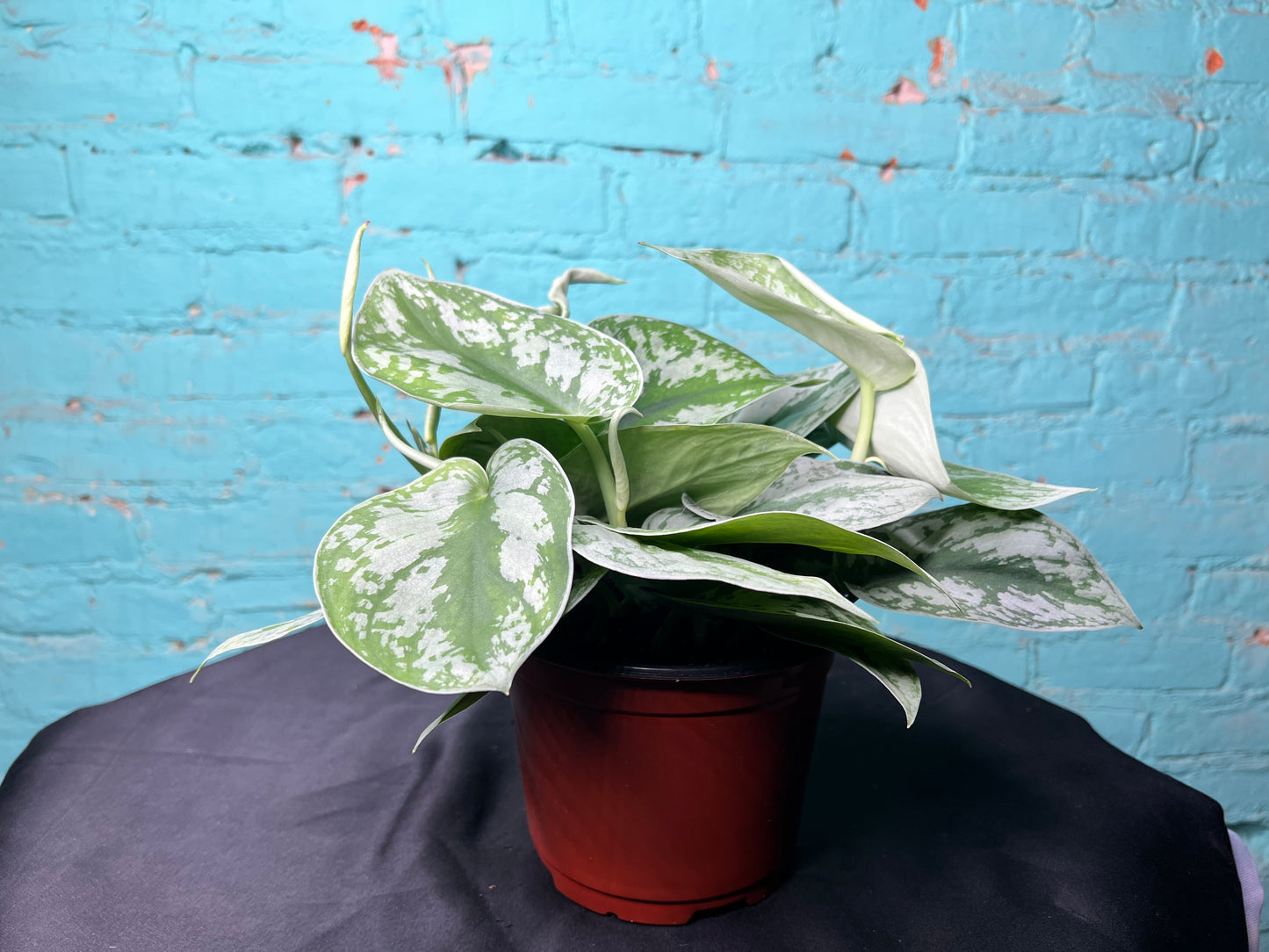 Scindapsus Pictus (Satin Pothos) 6”