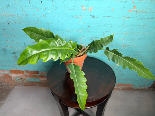 Philodendron Jungle Boogie (Narrow) clay pot not included