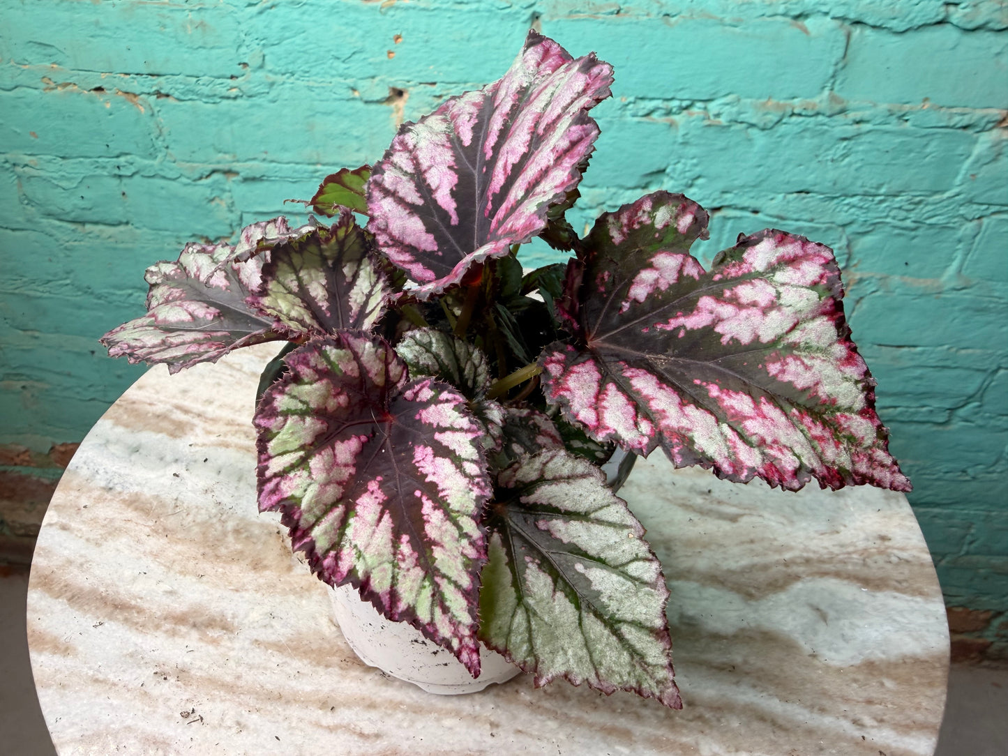 Begonia Rex 4”