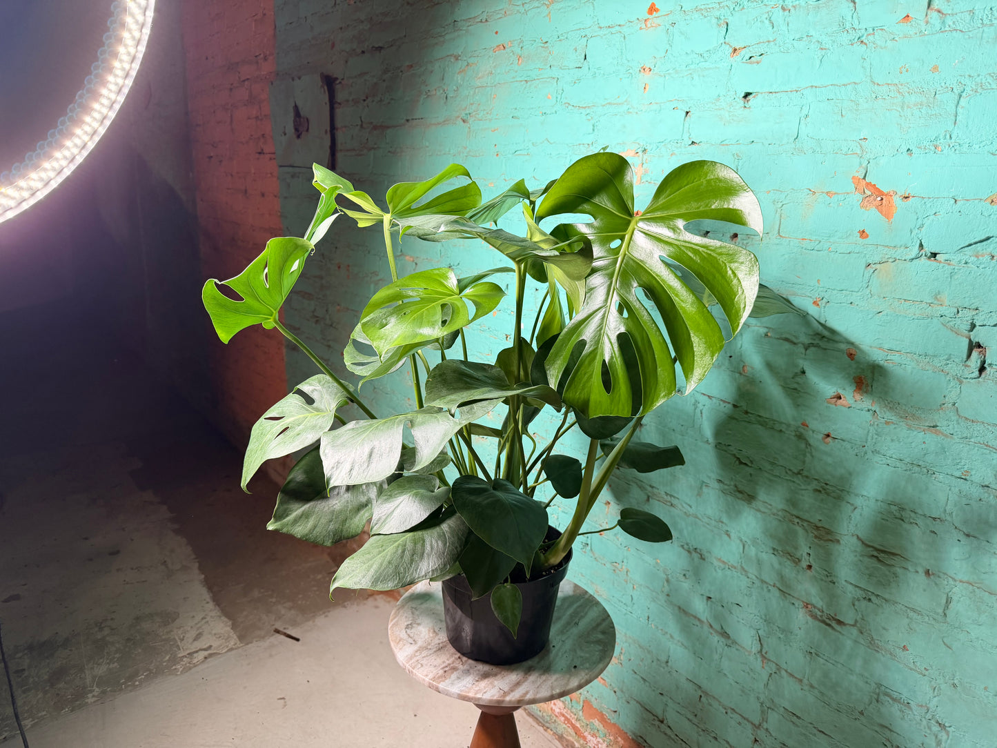 Monstera Deliciosa 8”