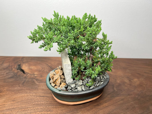 Bonsai tree 6”