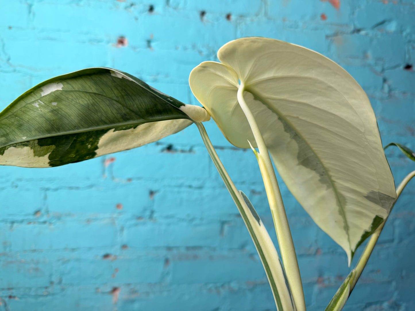 Syngonium Chiapense Variegated 6”