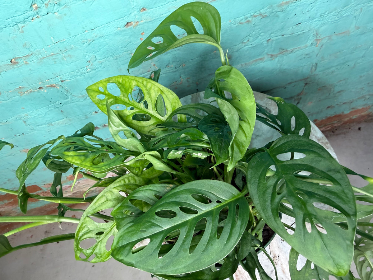 Monstera Adansonii ‘Swiss Cheese’ 6”