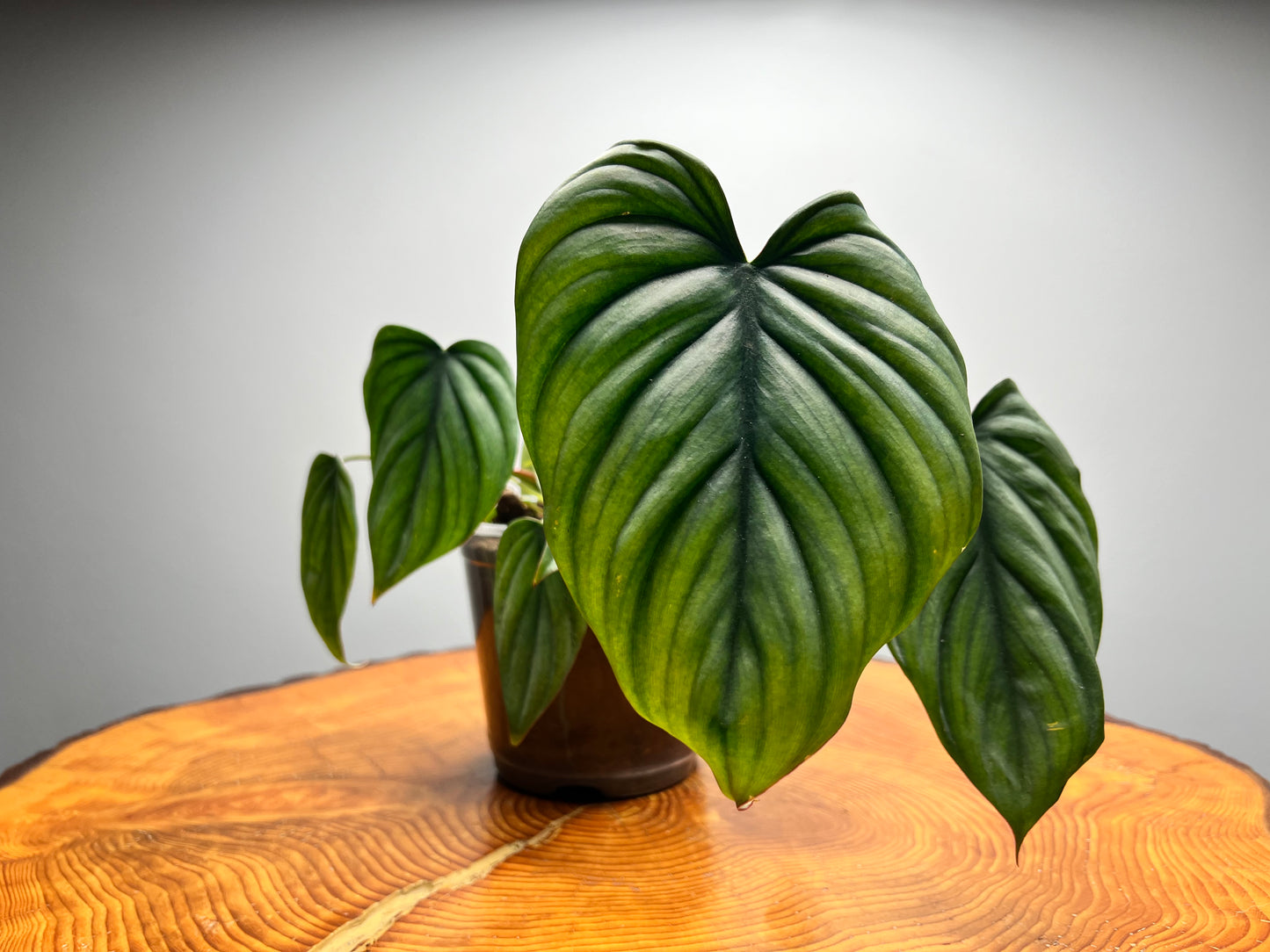 Philodendron Columbia