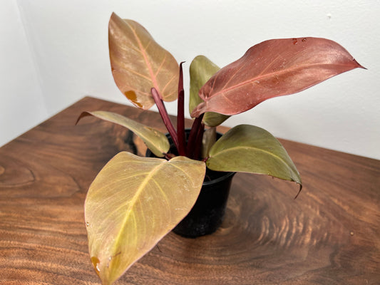 Philodendron Red Cherry