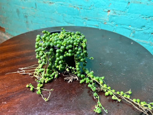 String of Pearls 4”