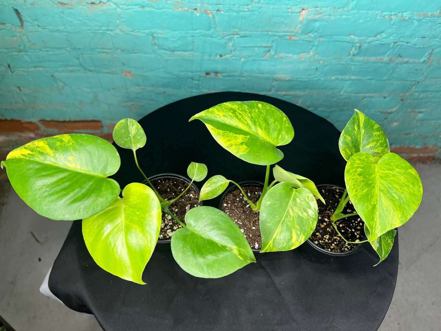 Monstera Deliciosa Yellow Marilyn 4”