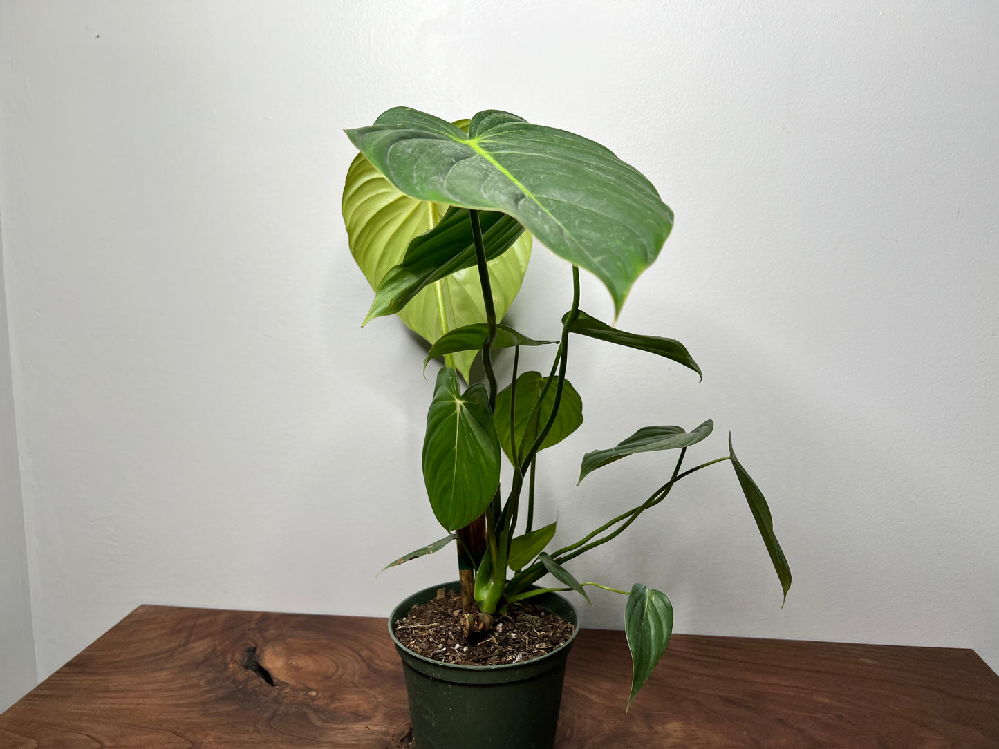 Philodendron McDowell 6”