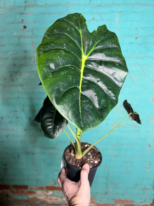 Alocasia Golden Bones 6”