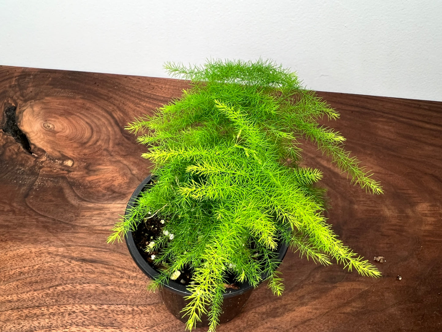 Asparagus Fern