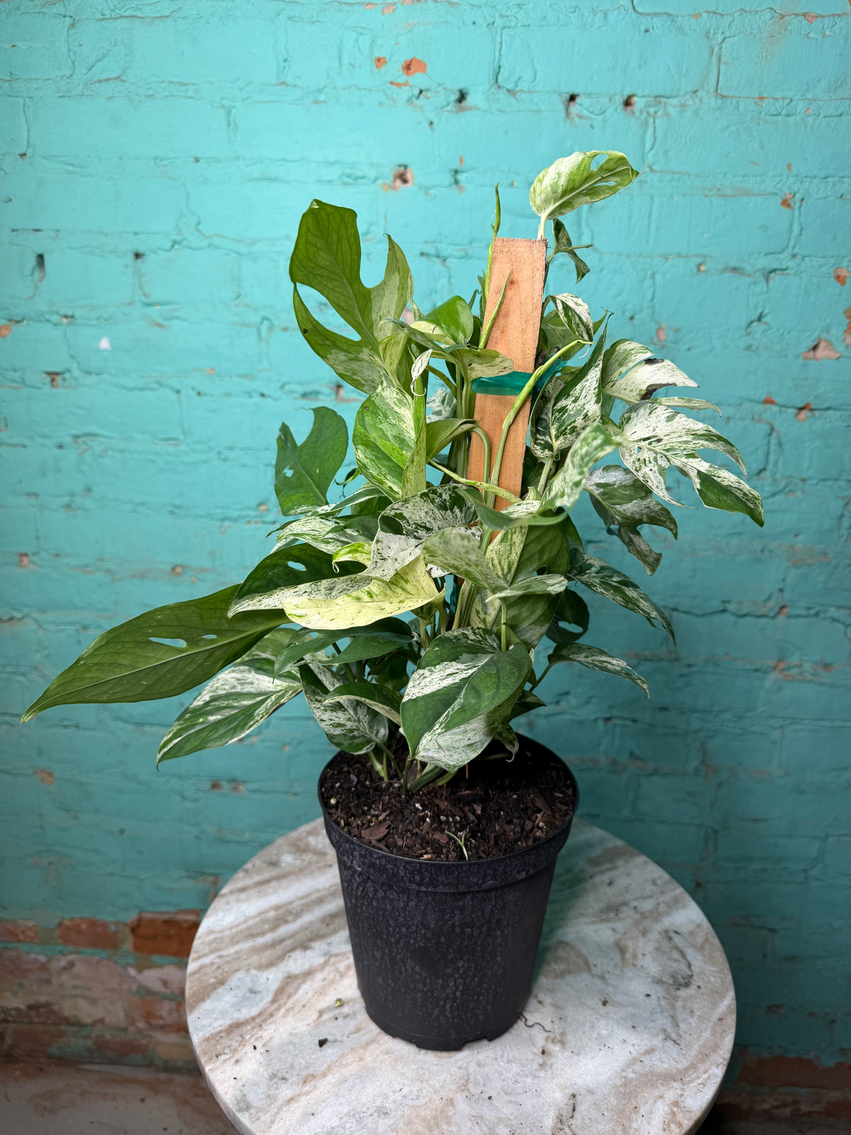 Epipremnum Pinnatum Marble Flame 6” totem