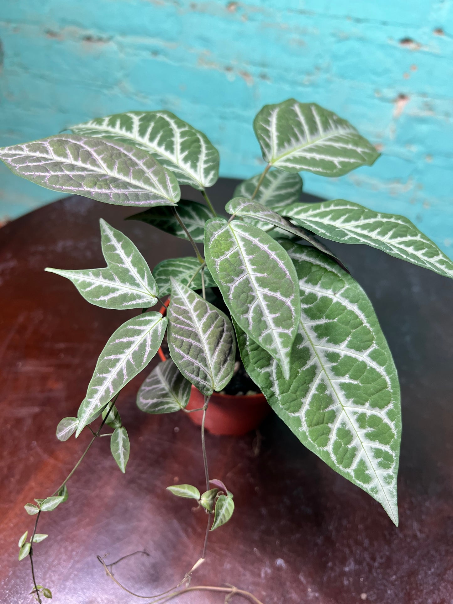 Bignonia Argyro violacea (Cross Vine) 4”