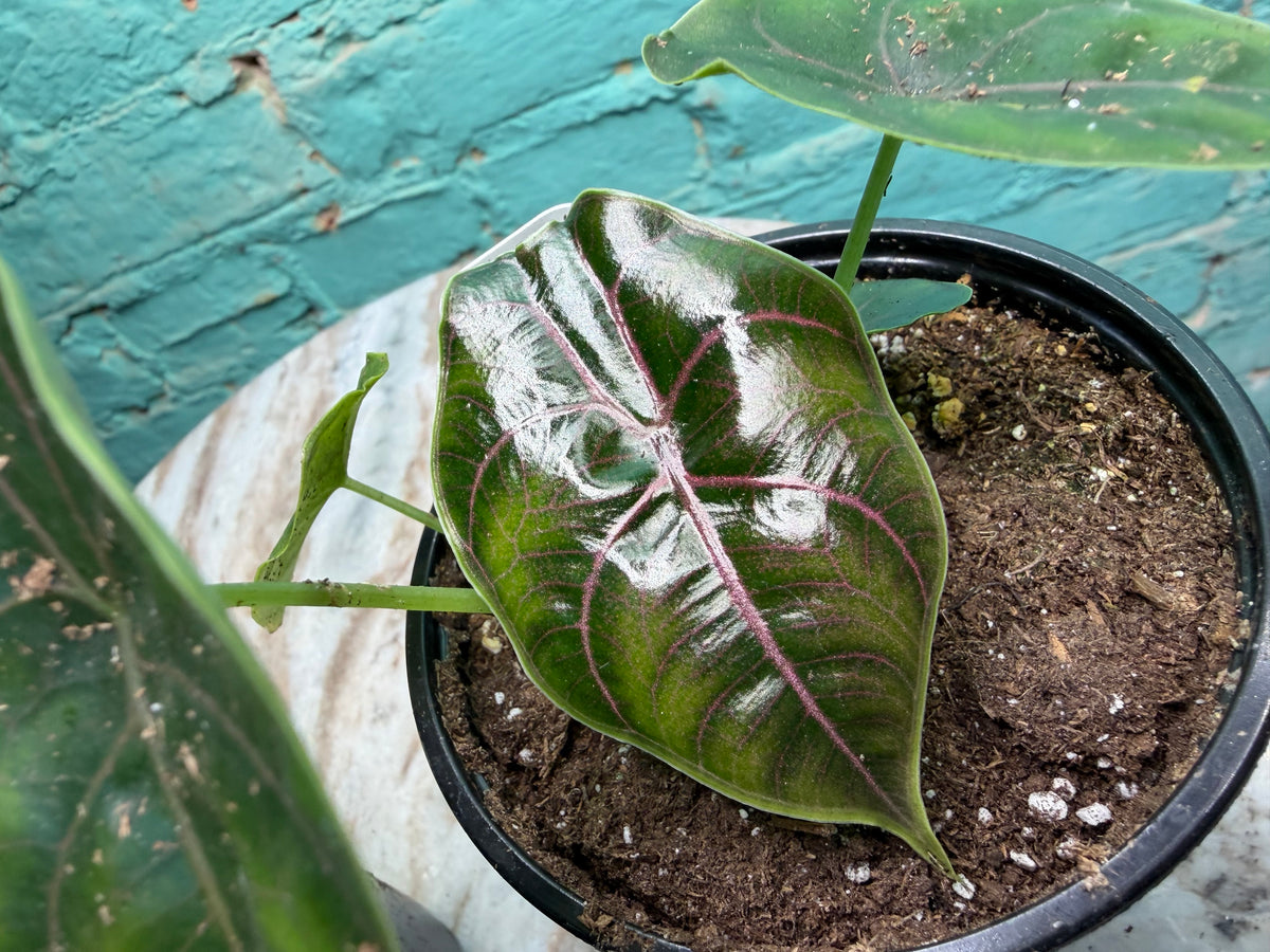 Alocasia Azlanii 4”