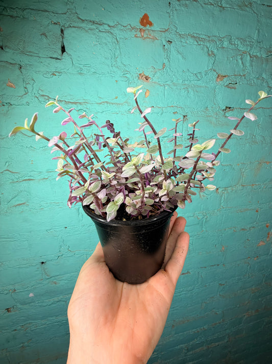 Pink Panther Bolivian Jew- Callisia