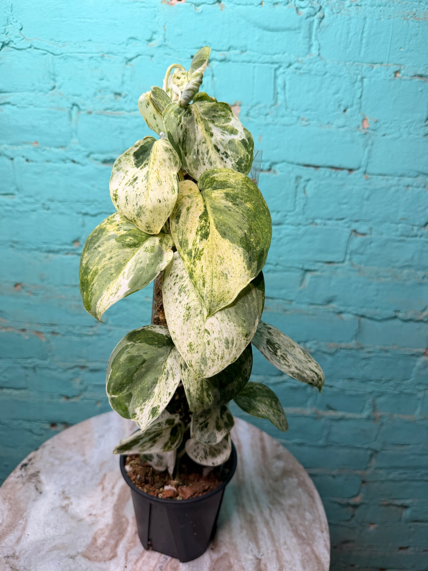 Scindapsus 'Jade Satin' aurea variegated -Moss Pole
