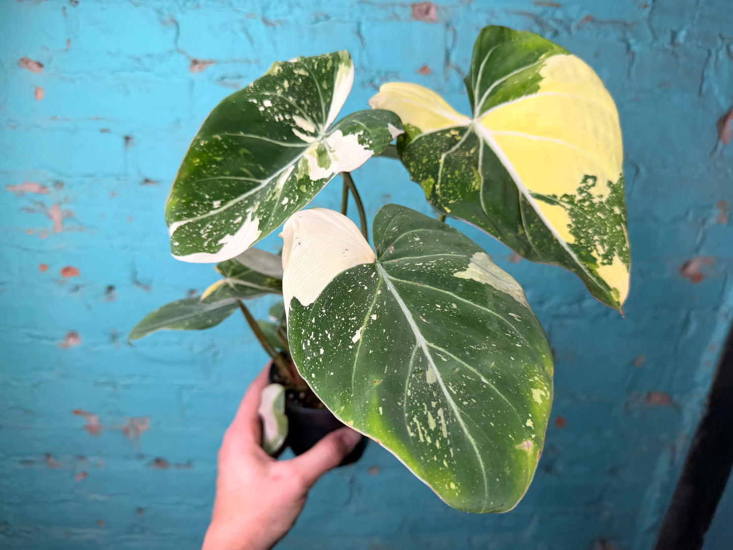 Philodendron Gloriosum Variegated Type 2
