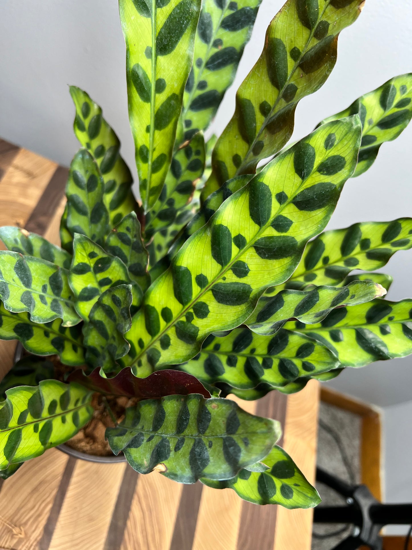 Rattle Snake calathea (6inch)