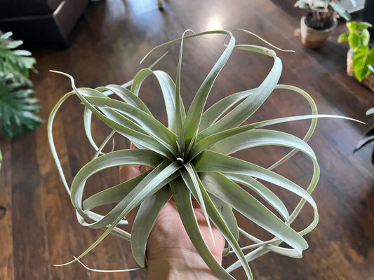 Air plant- Giant Tillandsia Xerographica