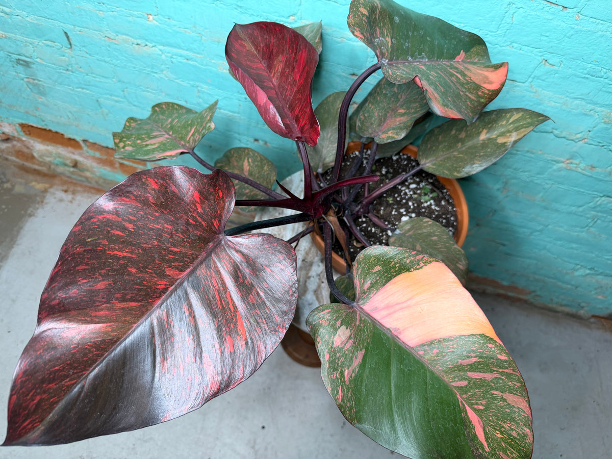 Philodendron Orange Princess 8”