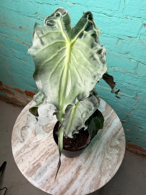 Alocasia Venom 4” (Non-TC)