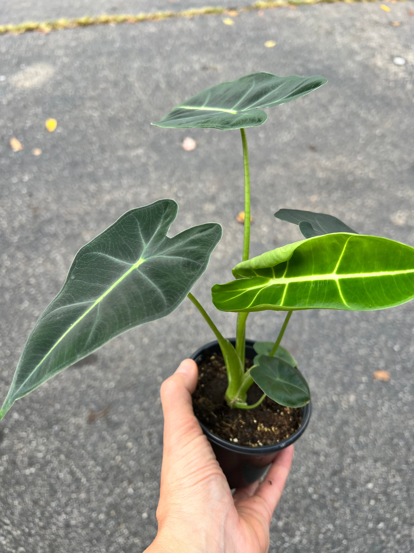 Alocasia Frydrek