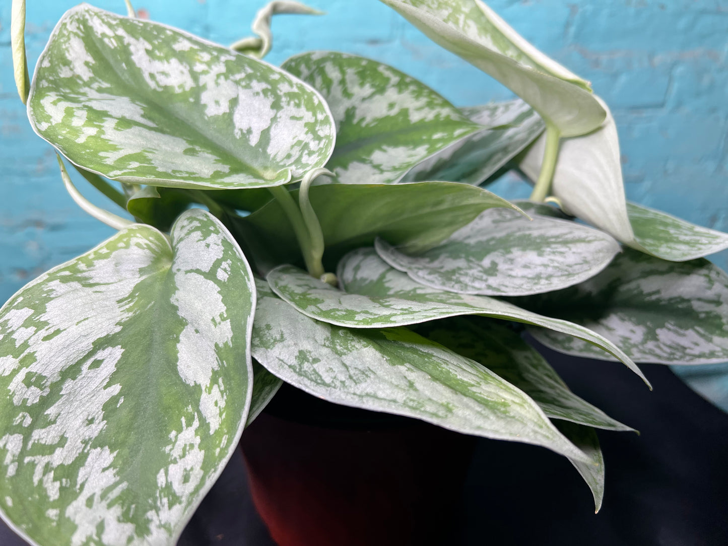 Scindapsus Pictus (Satin Pothos) 6”