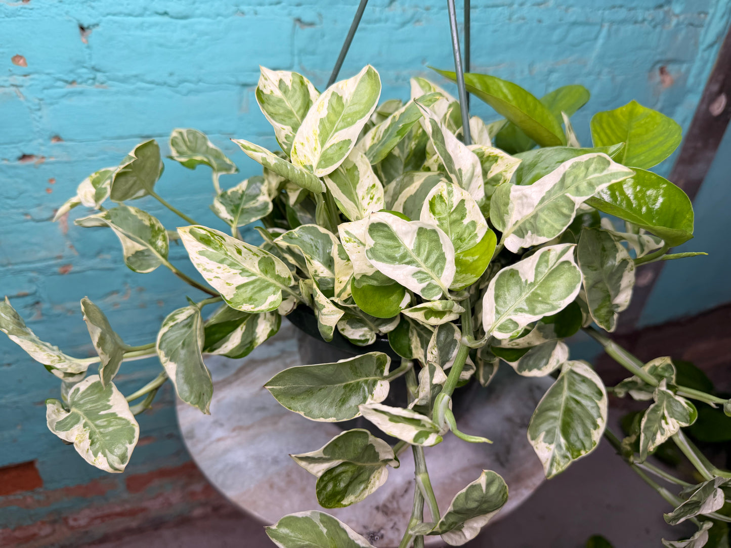 Pothos Pearls & Jade 8” basket