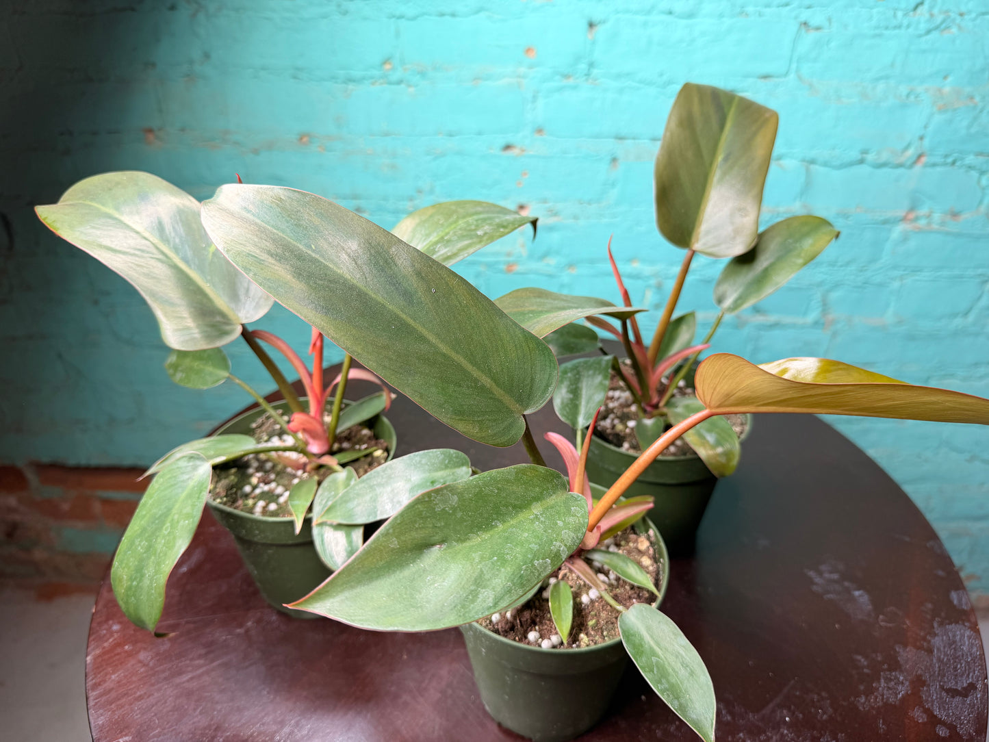 Philodendron ‘Florida Bronze’ 4”
