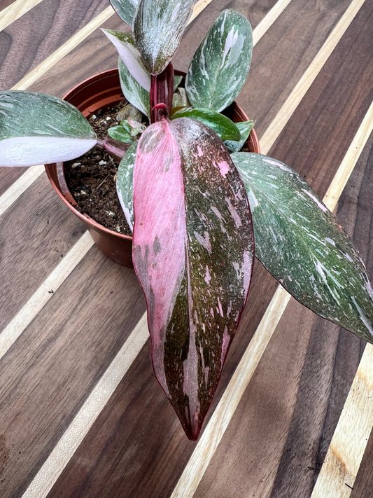 Philodendron Pink Marble Princess