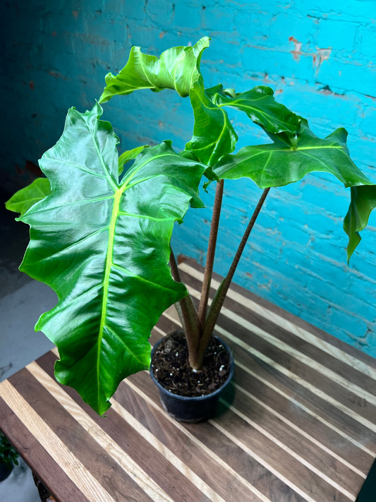 Alocasia-Golden Dragon 6”