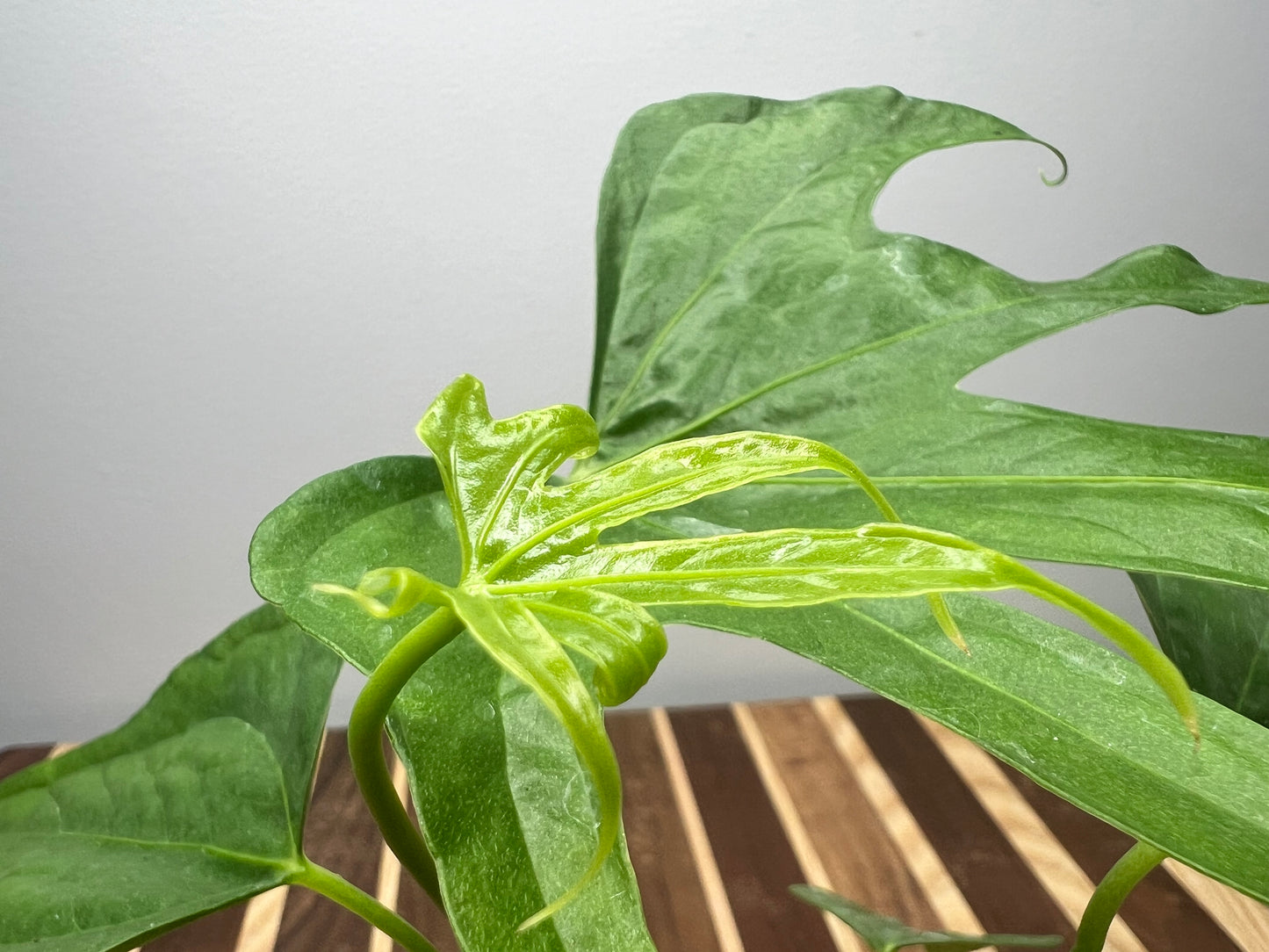 Anthurium Fingers