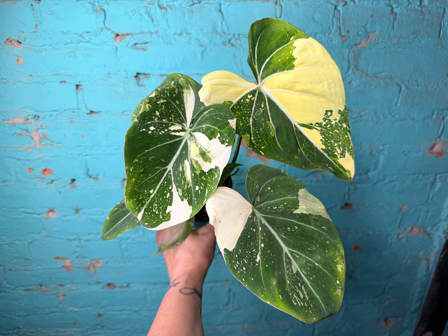 Philodendron Gloriosum Variegated Type 2