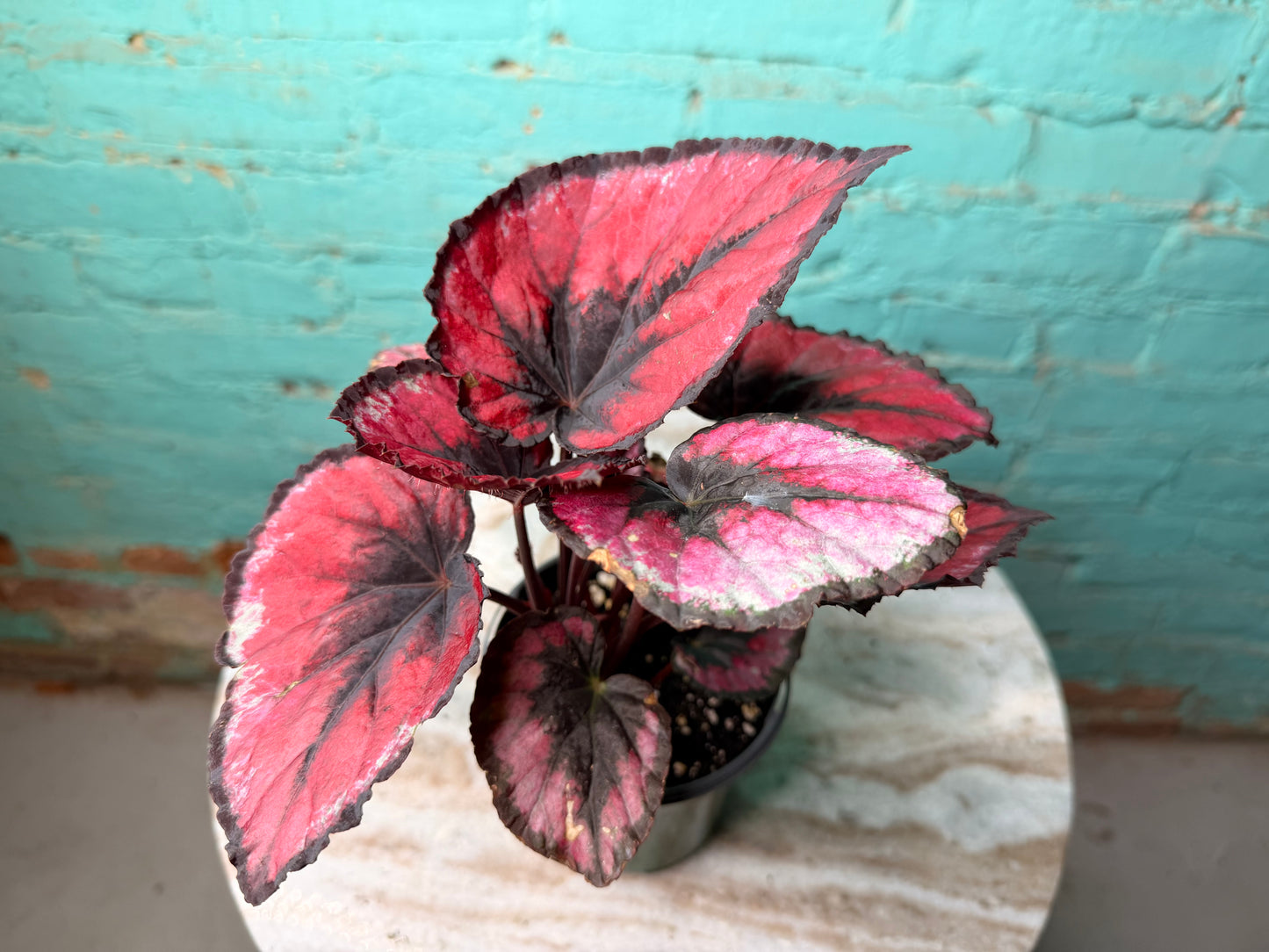 Rex Begonia Red Heart 4”