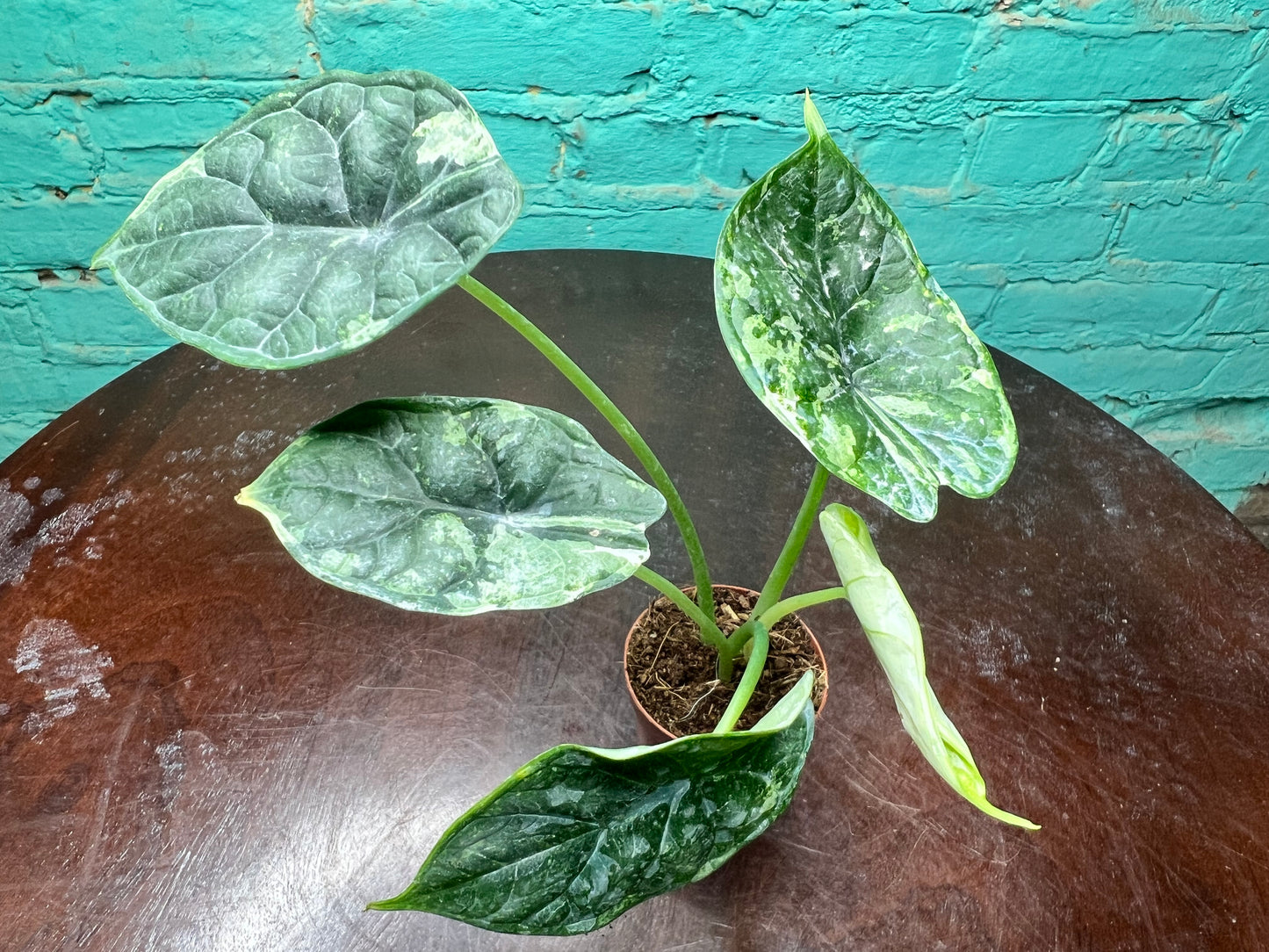 Alocasia Dragon Scale Albo 3”