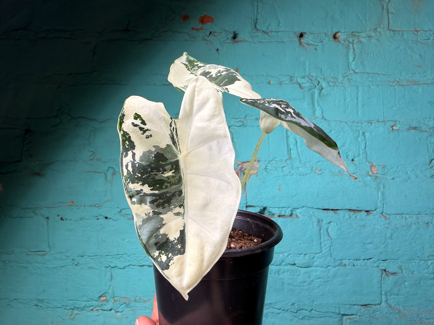 Alocasia Frydek Variegated 4”