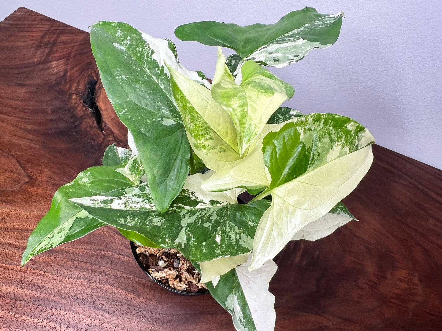 Syngonium Albo- high variegation