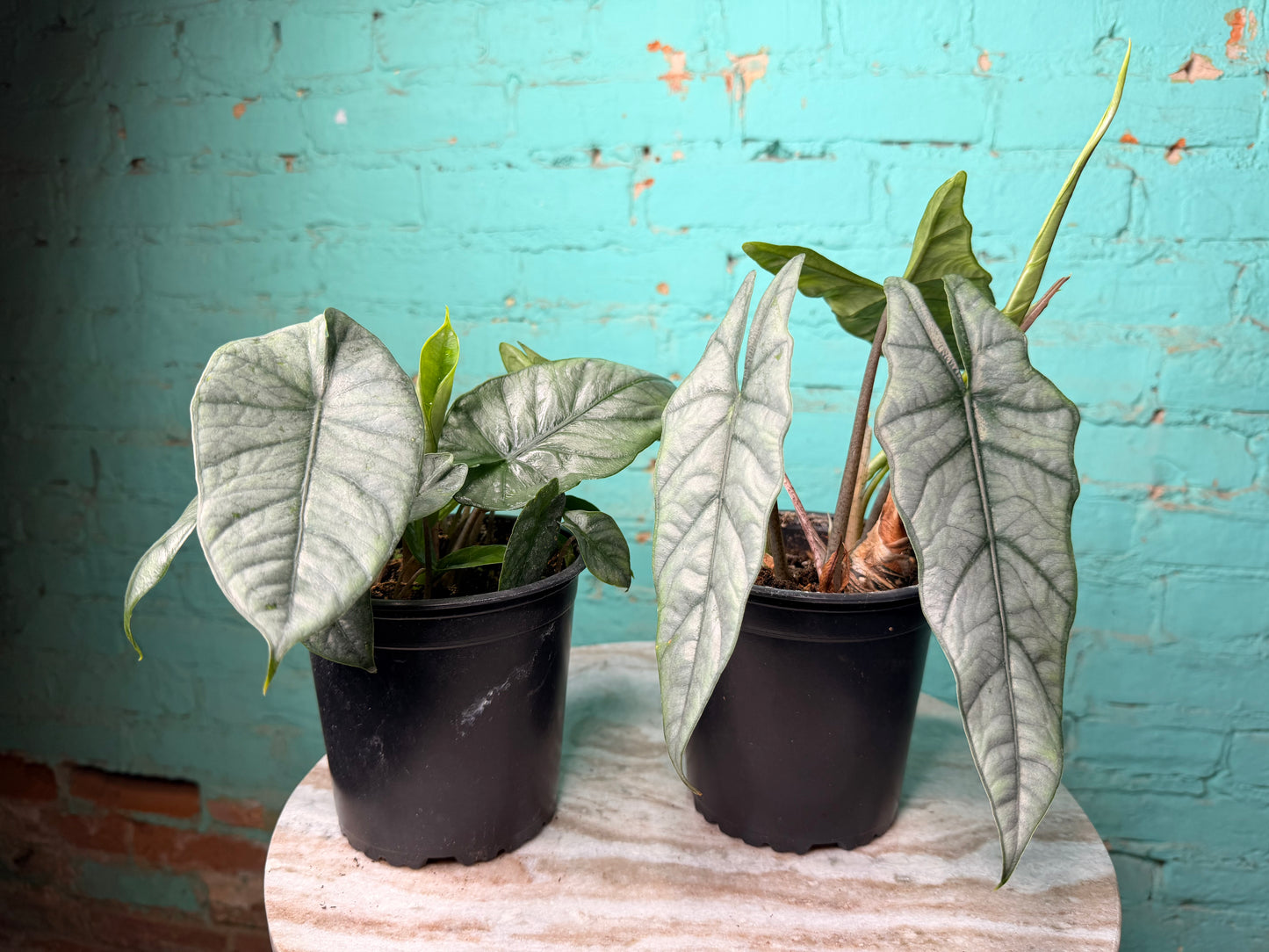 Alocasia Heterophylla ‘Dragons Breath’ 6”