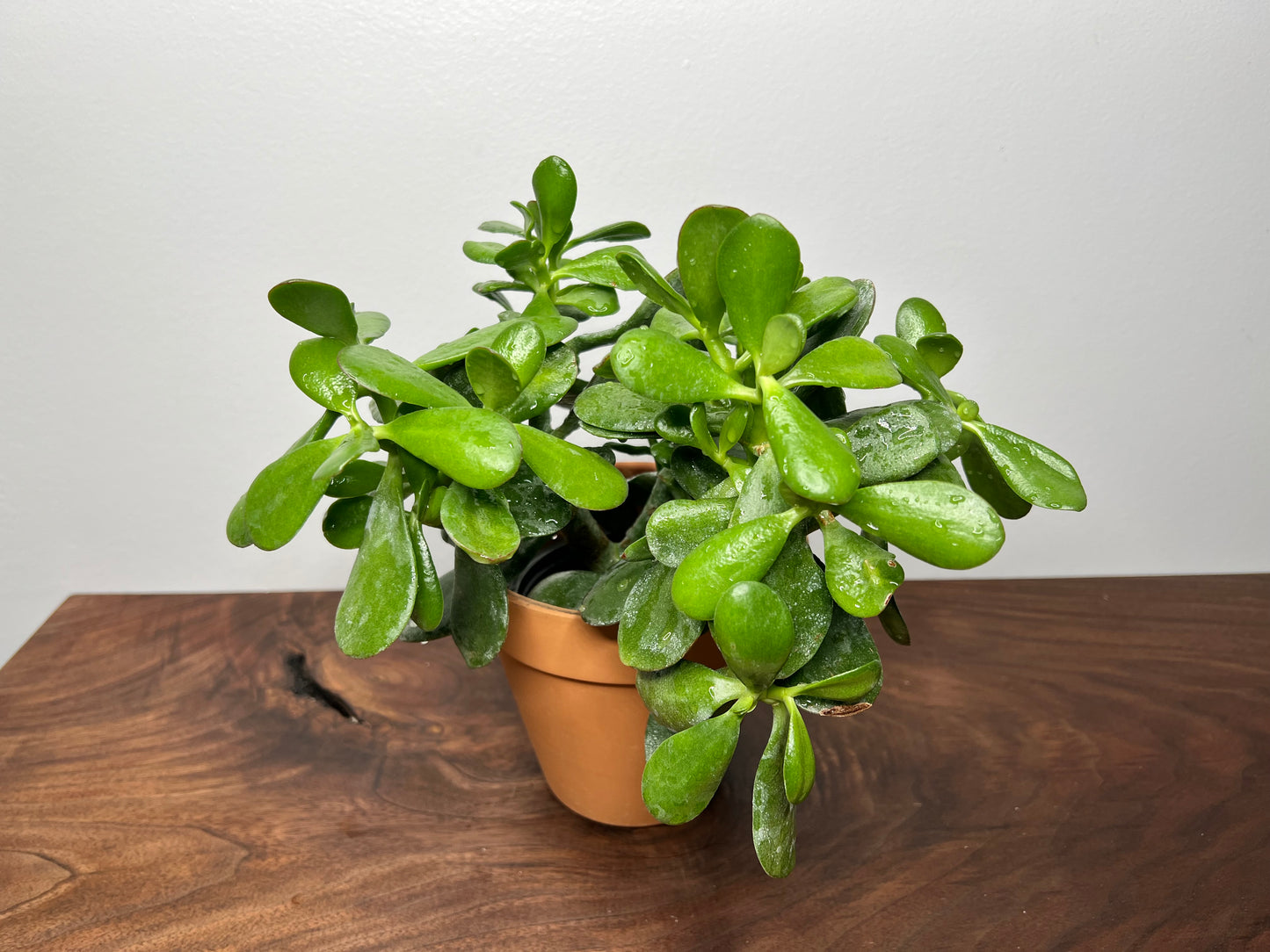 Jade plant 6”