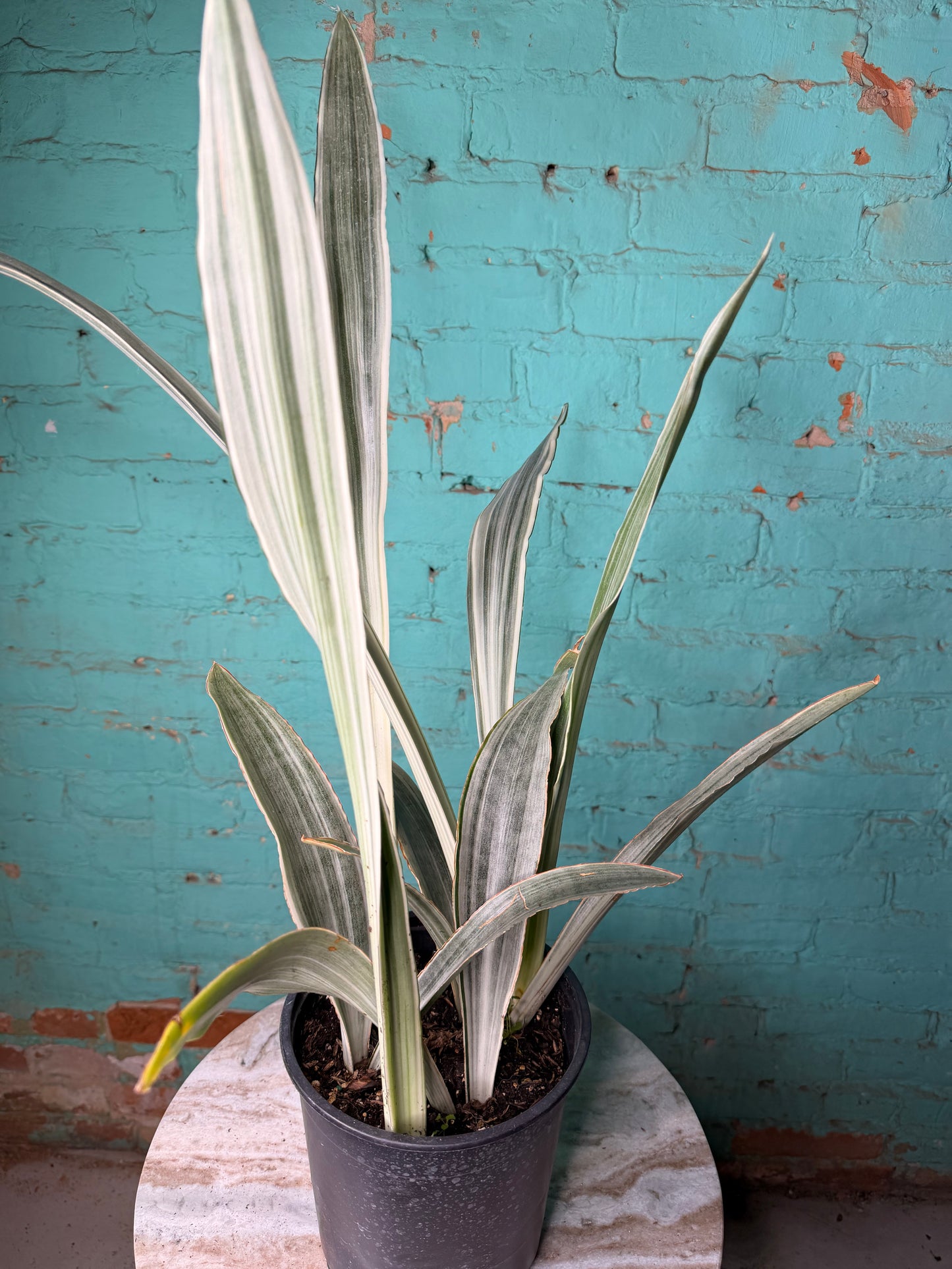 Snake Plant ‘Siam Silver’ 6”