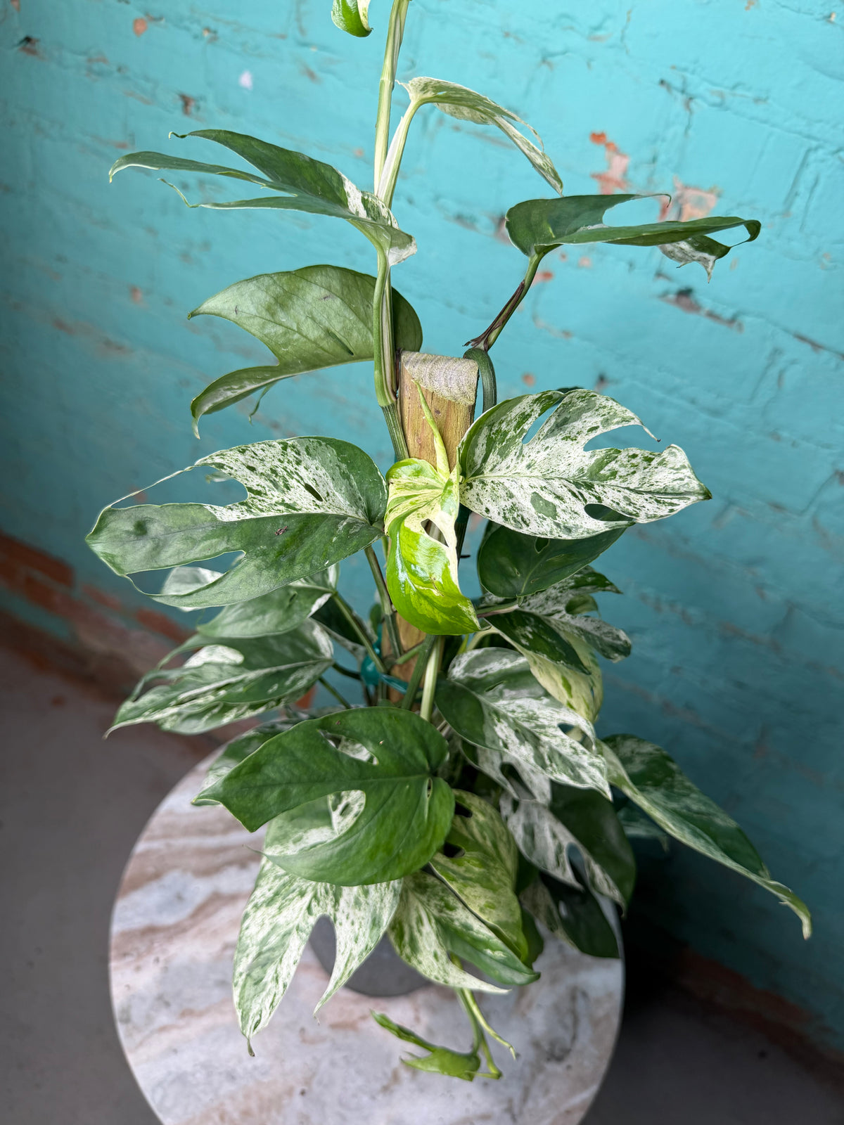 Epipremnum Pinnatum Marble Flame 6” totem