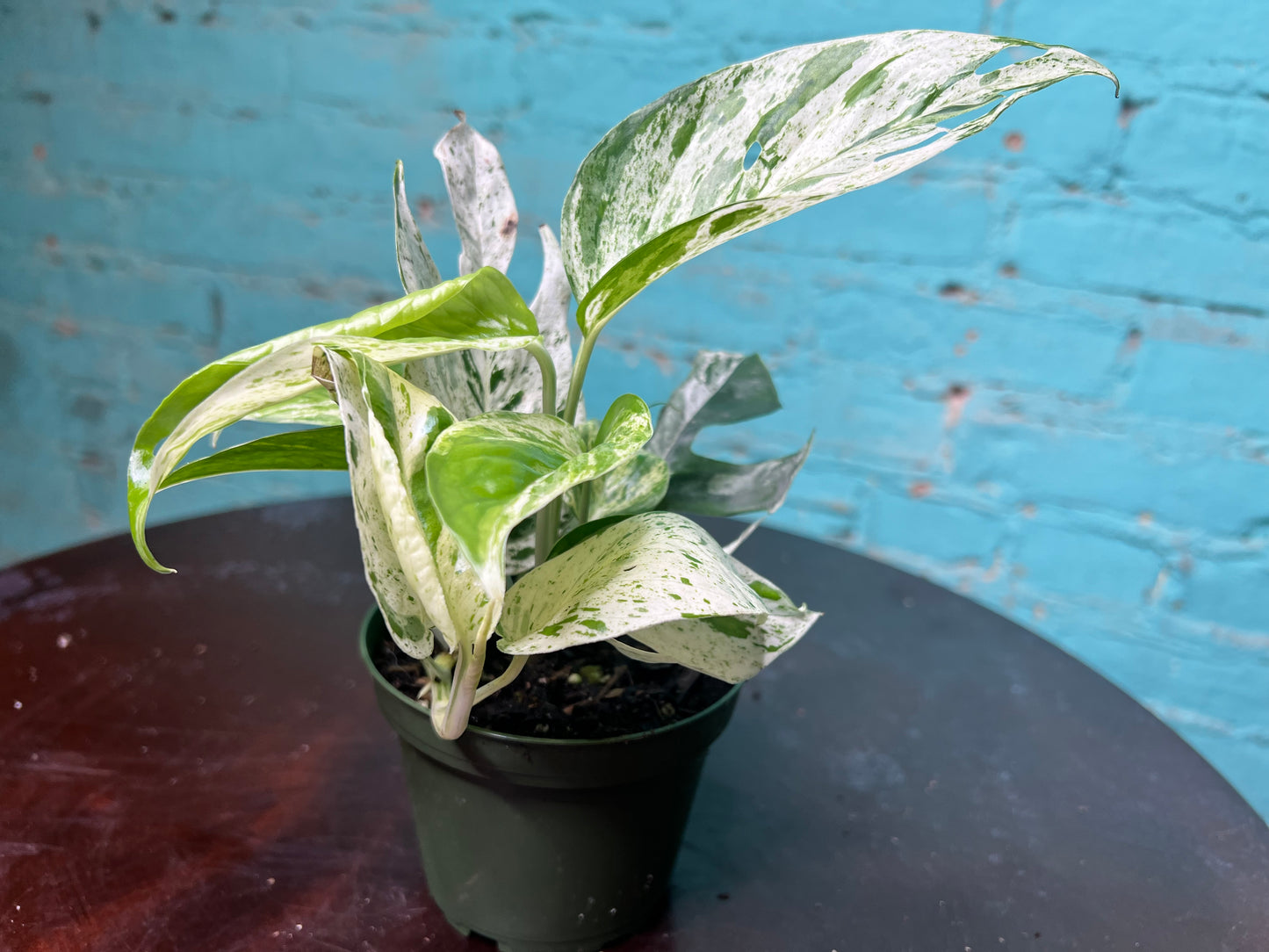 Epipremnum Pinnatum Marble Flame 4”