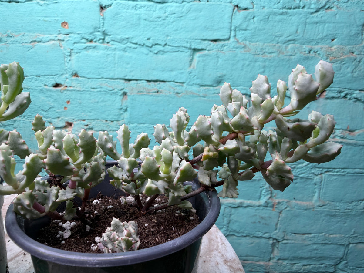 Oscularia Deltoides ‘Pink Ice Plant’ 4”