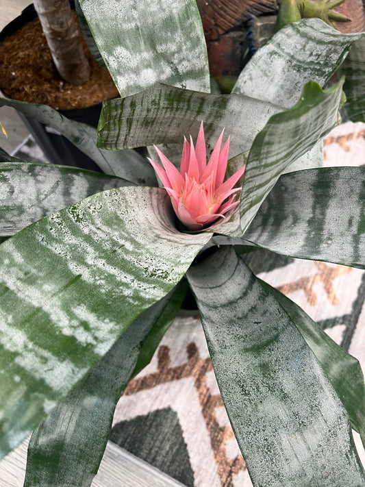 Silver Vase Bromeliad 6”