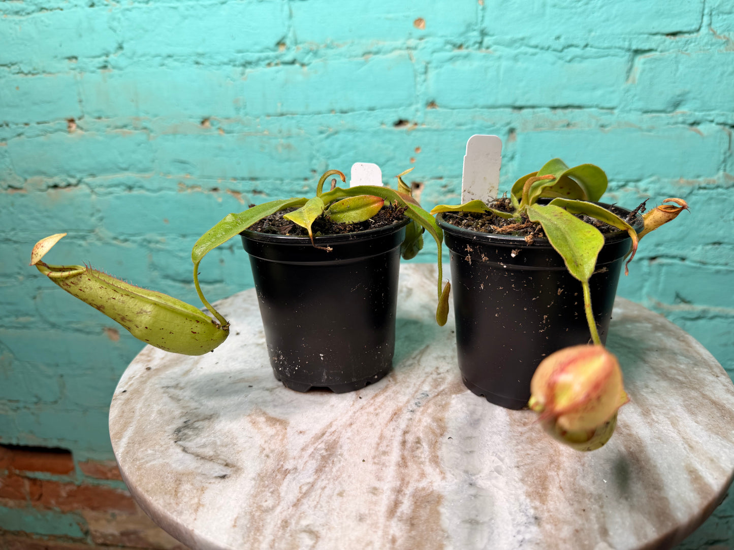 Nepenthes Pitcher Plant “Dyeriana” 4”