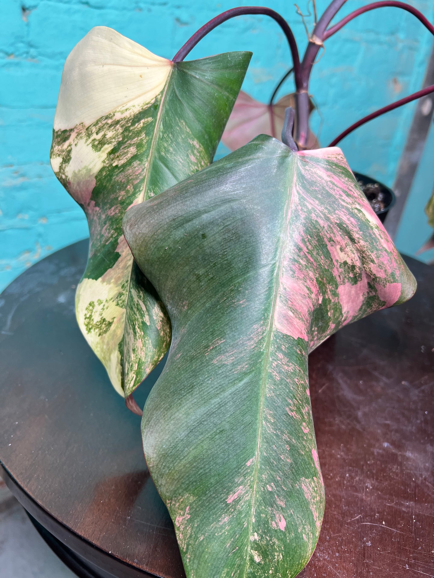 Philodendron-Strawberry Milkshake 6”