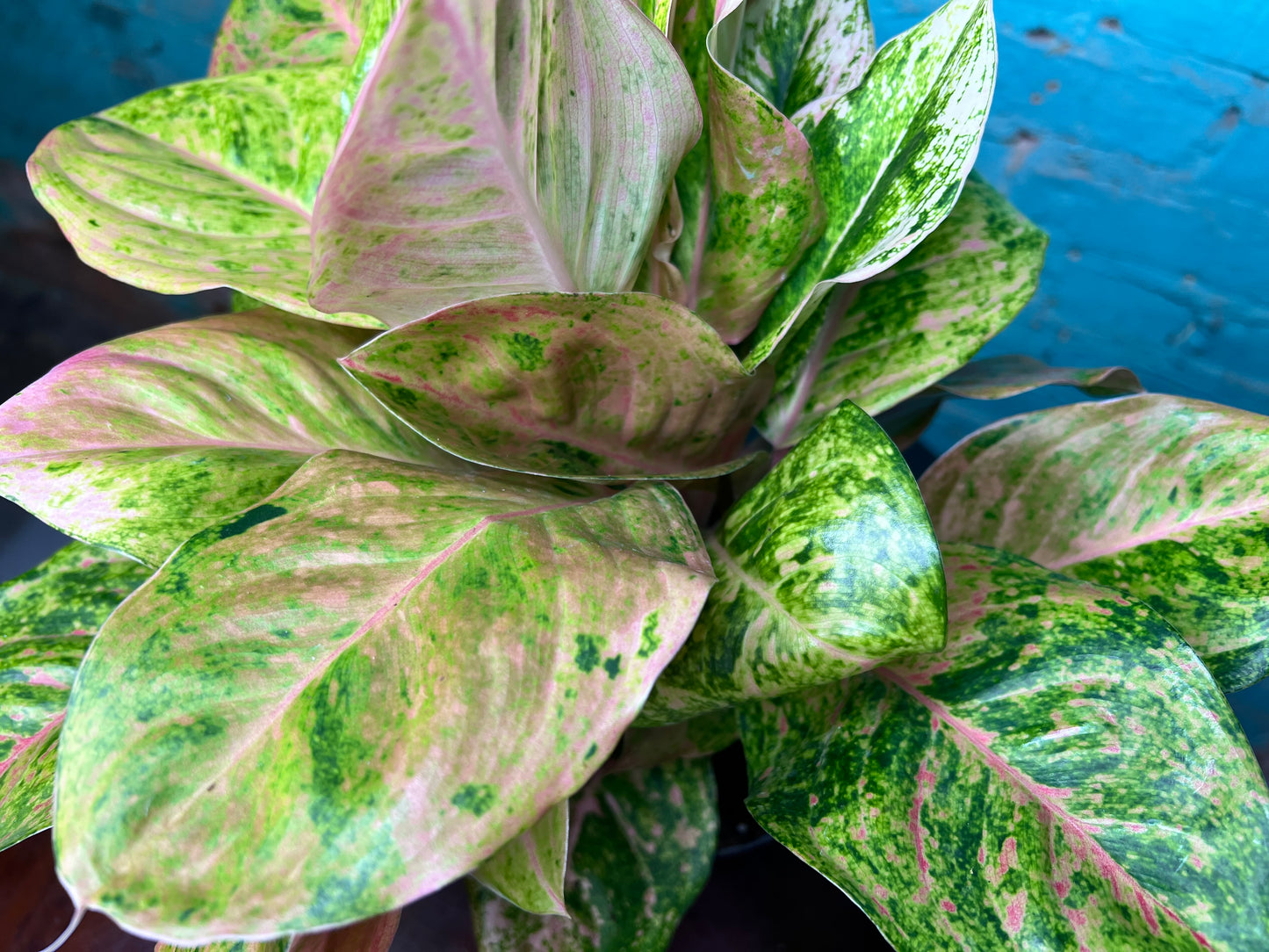 Aglaonema Lotus Delight 6”