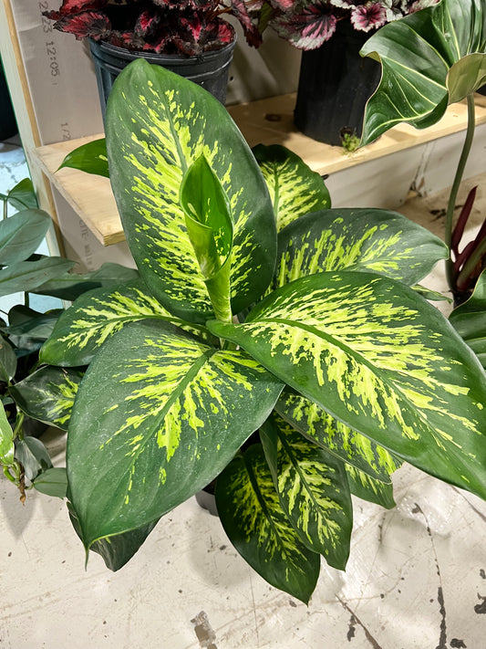 Dieffenbachia Tropical Snow 6”